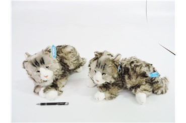 *PLUSZ kot, 30 cm,  norweski, leżący