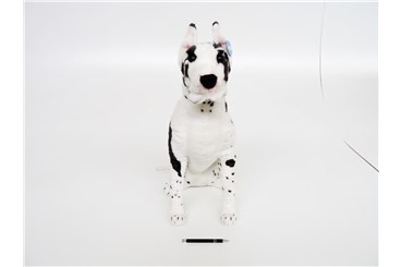 *PLUSZ pies, 64 cm, Dog niemiecki, łaciaty